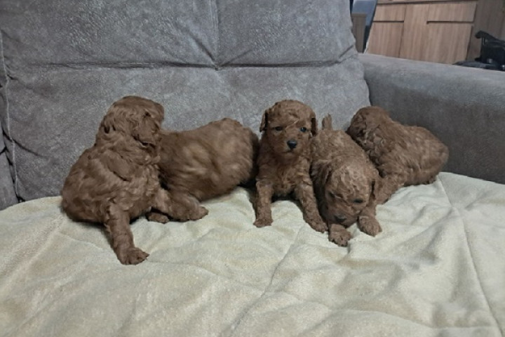 Vörös toy uszkár (Toy Poodle)
