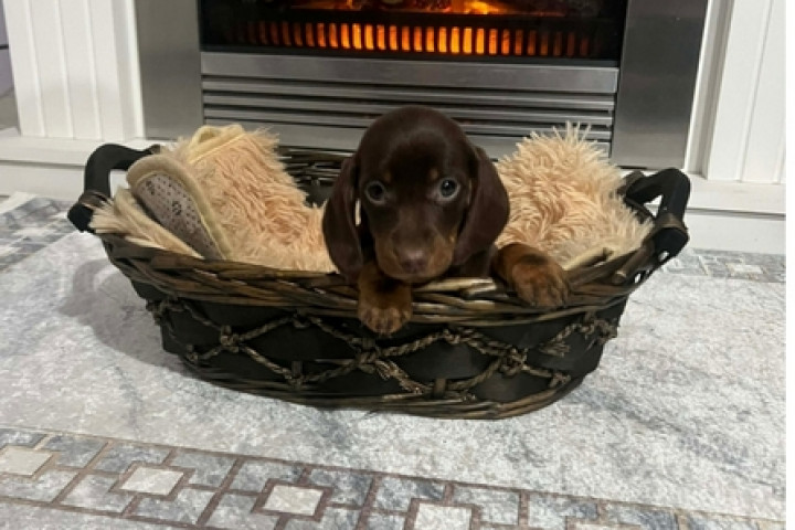 Törpe rövidszőrű tacskók Extra Mini