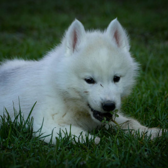 Szibériai husky kölykök