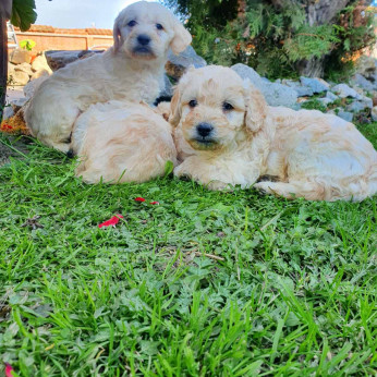 Goldendoodle kiskutyák eladók