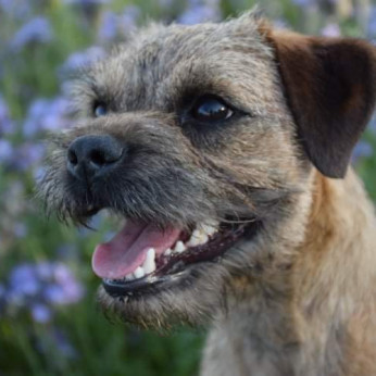 Border terrier kiskutyák