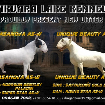 Normál bullterrier kölykök