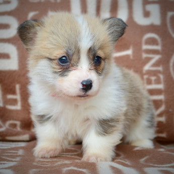 Welsh Corgi Pembroke kölykök