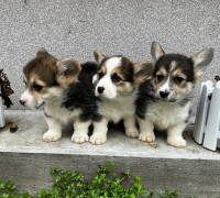Pembroke walesi corgi kölykök