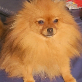 Pomerániai BOO TOP osztályú kölykök