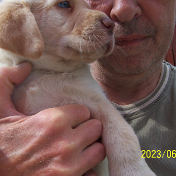Labrador kölyök