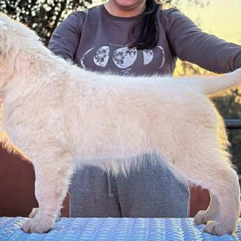 Arany retriever kölyökkutyák