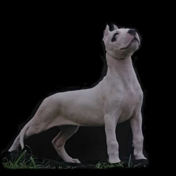 Dogo Argentino szukák