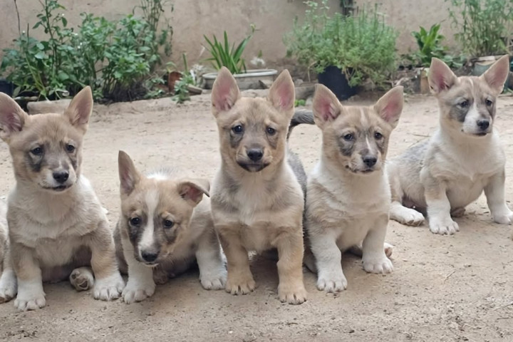Svéd juhászkutya (Västgötaspets, Swedish Vallhund) kiskutyák eladók
