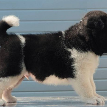 Amerikai akita kölykök