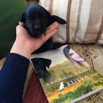 Labrador retriever kiskutyák