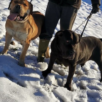 Afrikai Boerboel