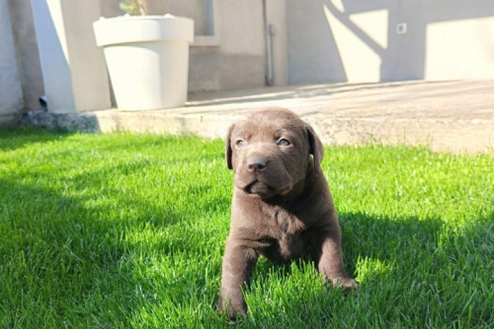 Csoki labrador kölykök