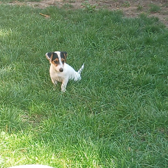 jack russel