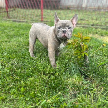 Amerikai pitbull terrier és egzotikus francia bulldog kiskutyák eladók