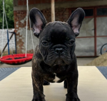 Francia bulldog kölykök