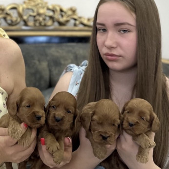 Cockapoo kölyökkutyák eladóak
