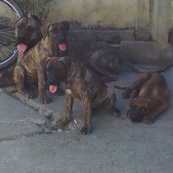 Presa Canario kiskutyák eladók
