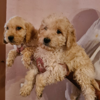 Goldendoodle kölykök