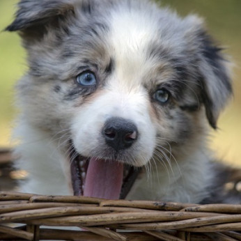 Border collie - Border collie, kölykök
