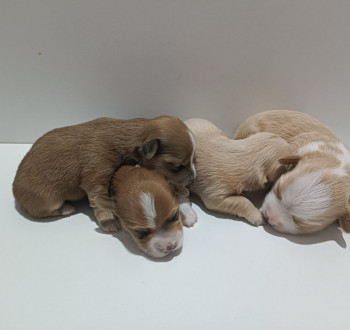 Havannai bichon – gyönyörű kiskutyák eladók