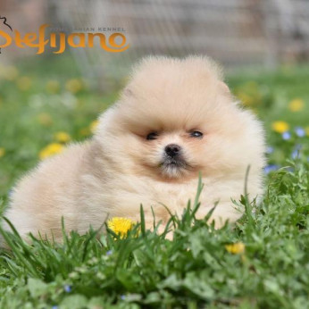 Pomeranian BOO macik, Pomerániai törpespicc kölykök