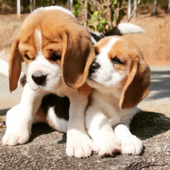 Two-Awesome Pure fajtájú egészséges beagle kölykök új otthont keresnek.