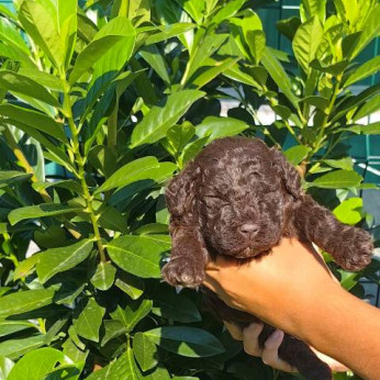 Lagotto Romagnolo kölykök