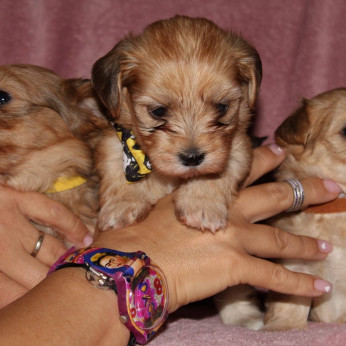 Havanese Bichon kölykök