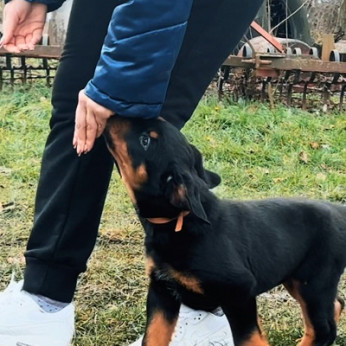Rottweiler kölykök szuka és kan