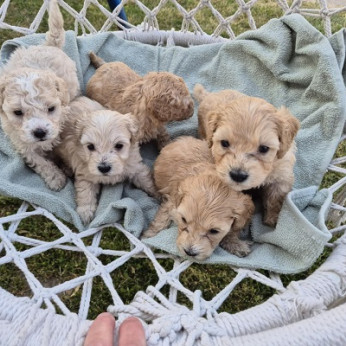 Maltipoo kölykök