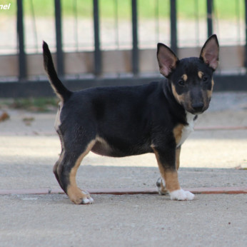 Mini Bull Terrier Kölyökkutyák