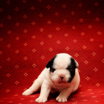 Francia bulldog