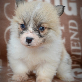 Welsh Corgi Pembroke kölykök