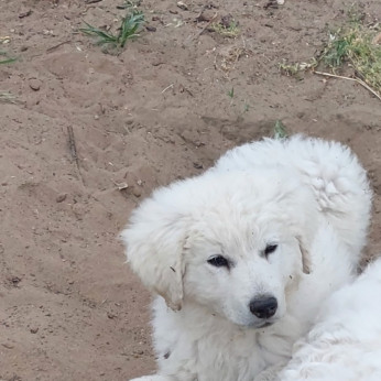 Kuvasz kiskutya eladó