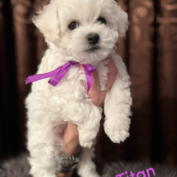 Bichon Frise kölykök