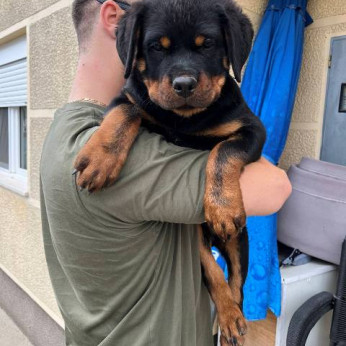 Rottweiler, legjobb kölykök