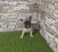 Francia Bulldog – Gyönyörű Kölykök