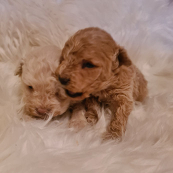 Maltipoo kölykök