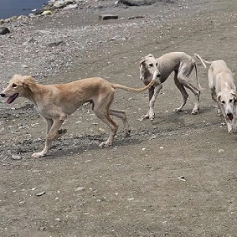 Perzsa agár SALUKI kölykök