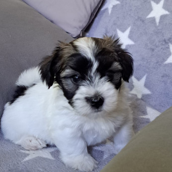 Havanese Bichon kölykök