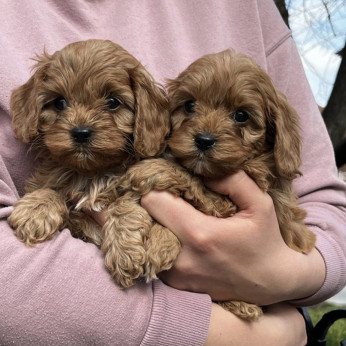 Cavapoo kiskutyák eladók