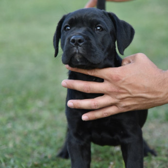 Cane Corso kölykök