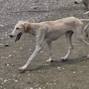 Perzsa agár SALUKI kölykök