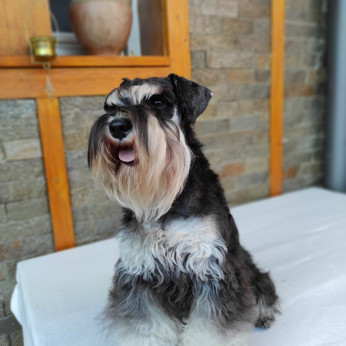 Miniatűr schnauzer GYÖNYÖRŰ kutyusok