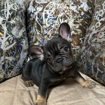 Francia bulldog kölykök
