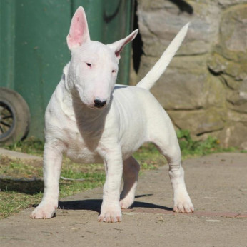 Mini bullterrier kölykök