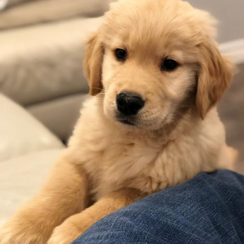 Golden retriever