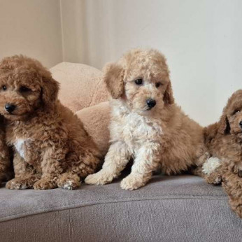 Uszkár és Maltipoo kölykök