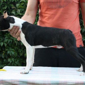 Boston terrier kölykök